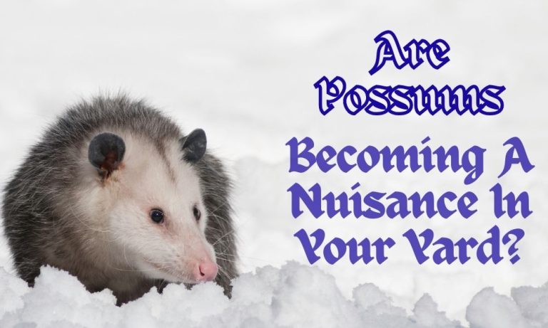 Are Possums Becoming A Nuisance In Your Yard?