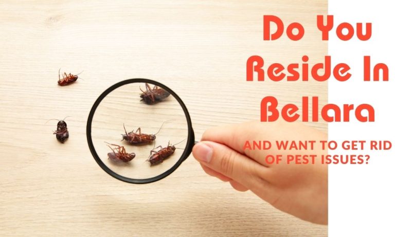 Do You Reside In Bellara And Want To Get Rid Of Pest Issues