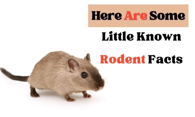 Here Are Some Little Known Rodent Facts