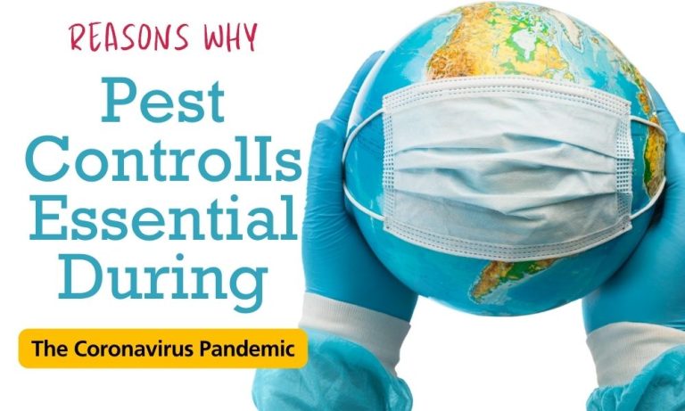 Reasons Why Pest Control Is Essential During The Coronavirus Pandemic
