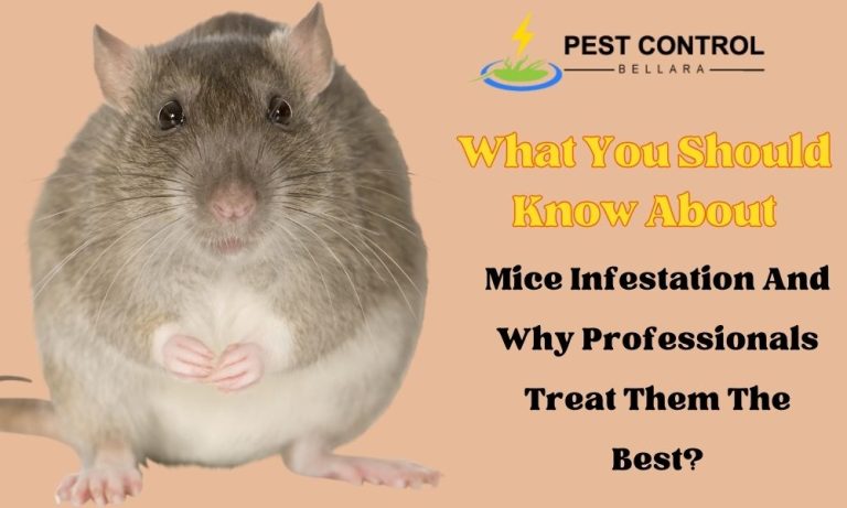 What You Should Know About Mice Infestation And Why Professionals Treat Them The Best